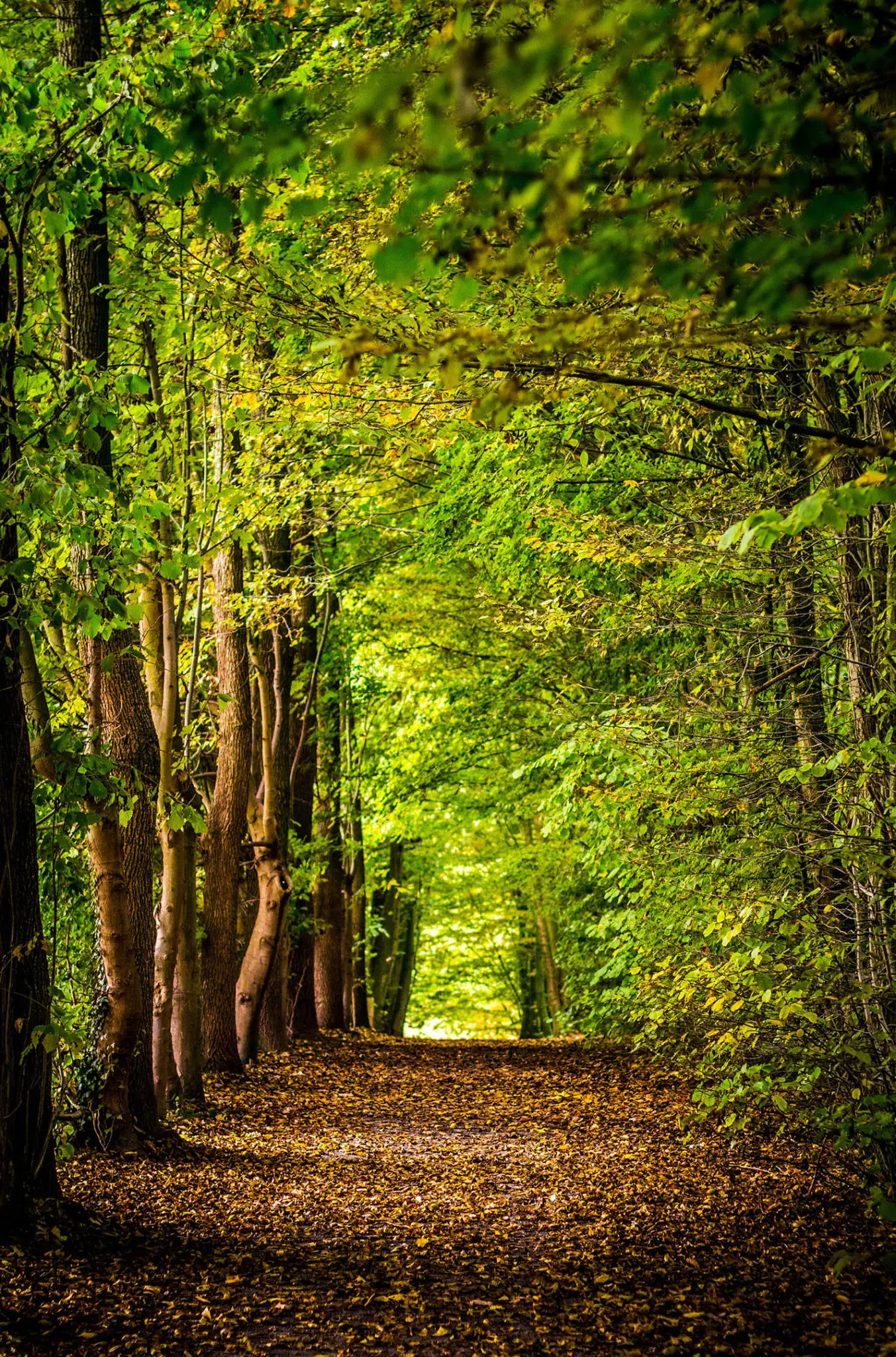 Photo d'un chemin en forêt