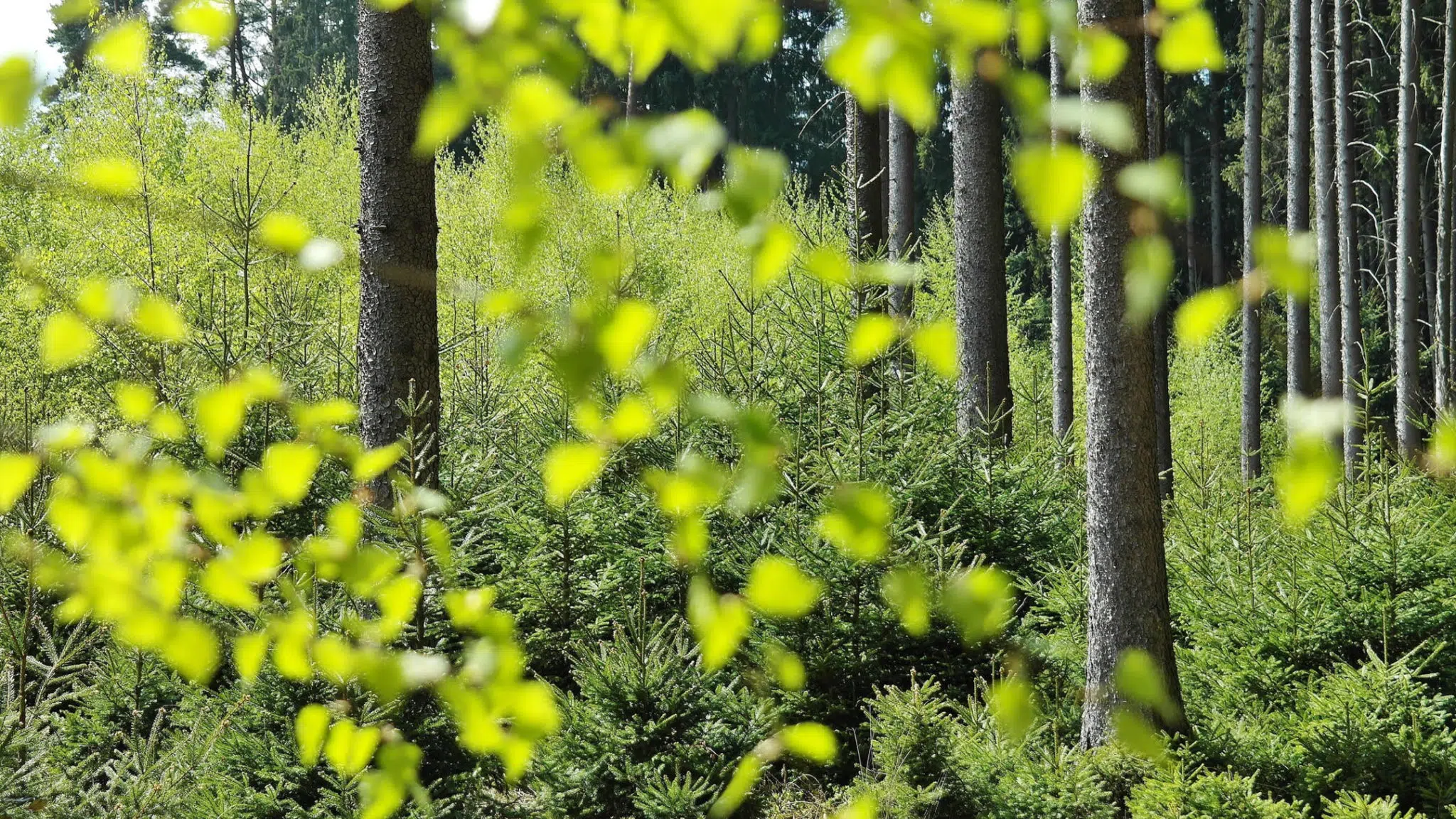 Photo de forêt avec sapins et feuillus