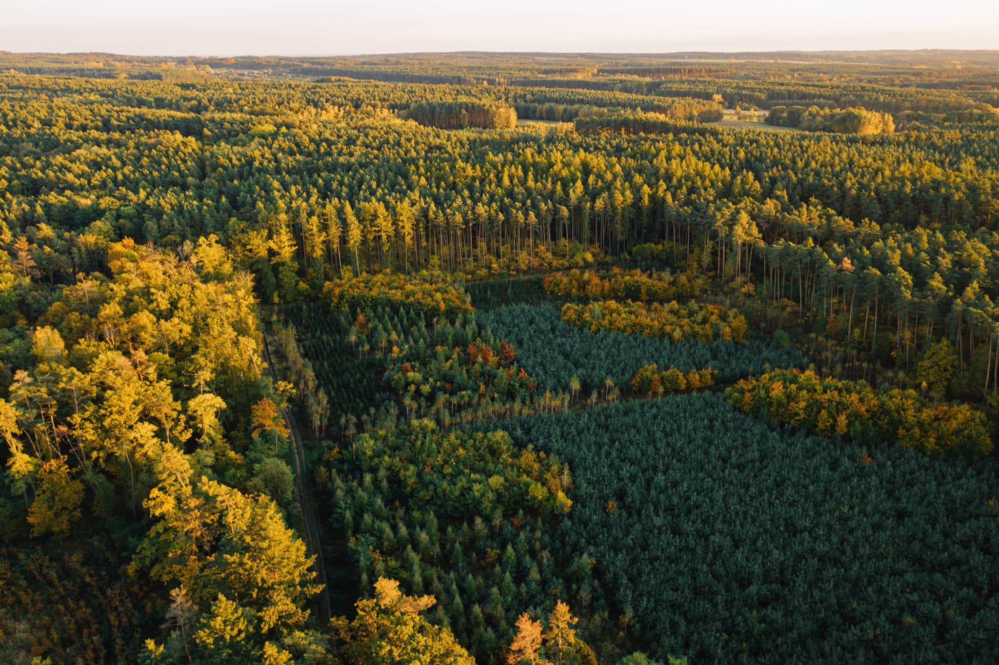 Photo de reboisement de forêt