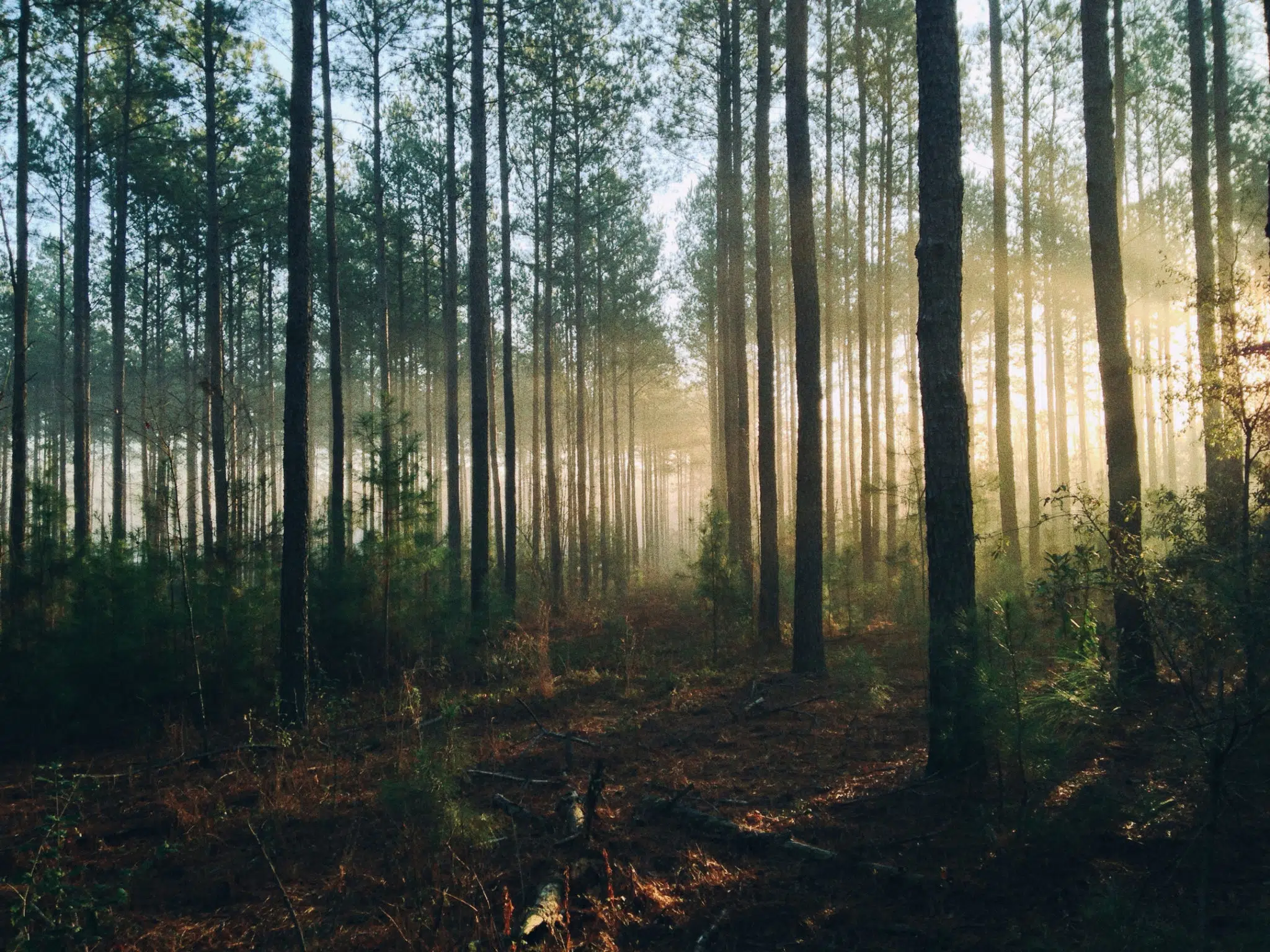 Photo de forêt avec soleil rasant