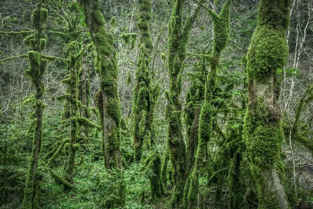 Moi, la Forêt : exposition photos de Franck Vogel