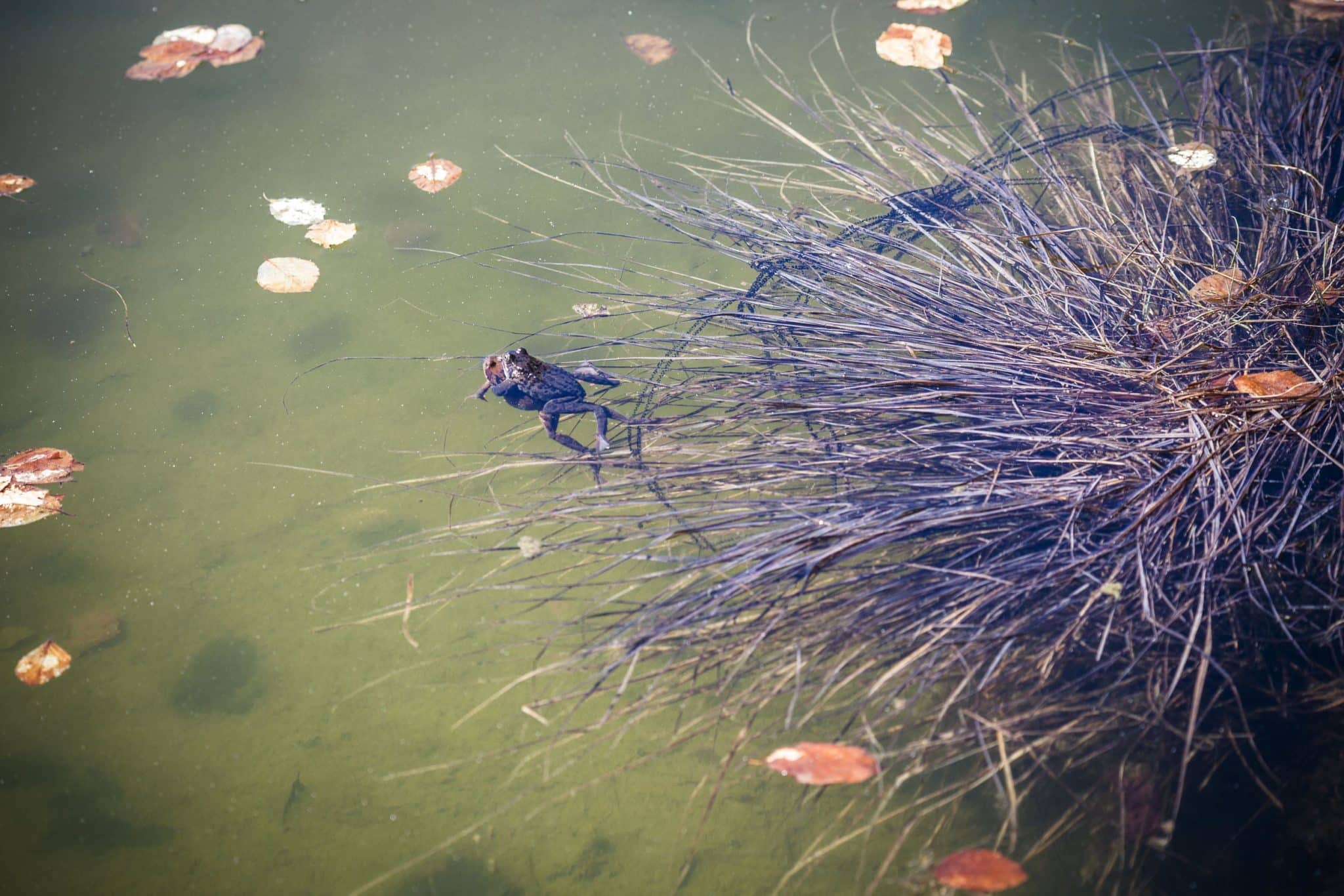 Photo prise au Châlet de la Mare par Franck Vogel