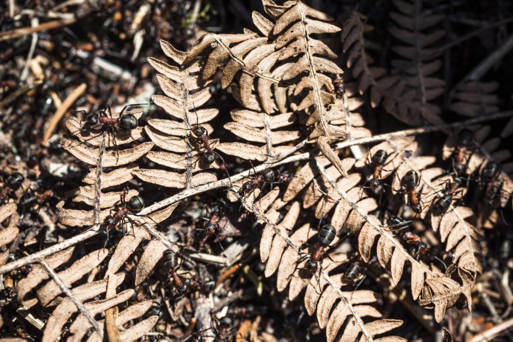 fourmis charpentières sur feuilles d'arbre