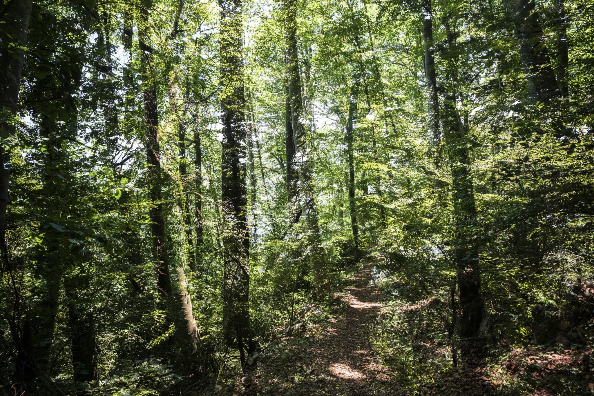 Moi, la Forêt : exposition photos de Franck Vogel