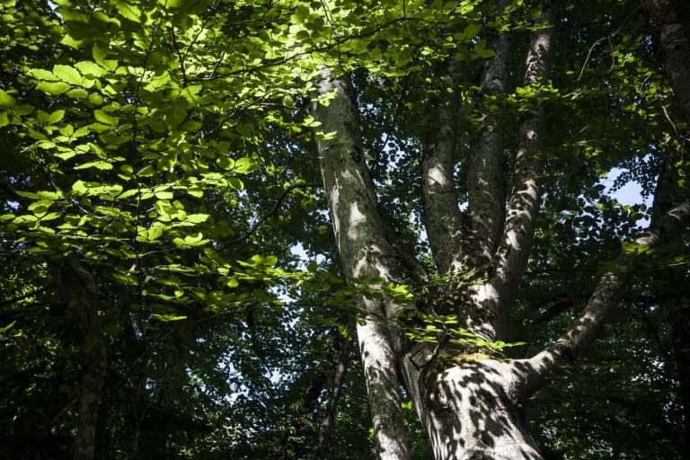 Moi, la Forêt : exposition photos de Franck Vogel