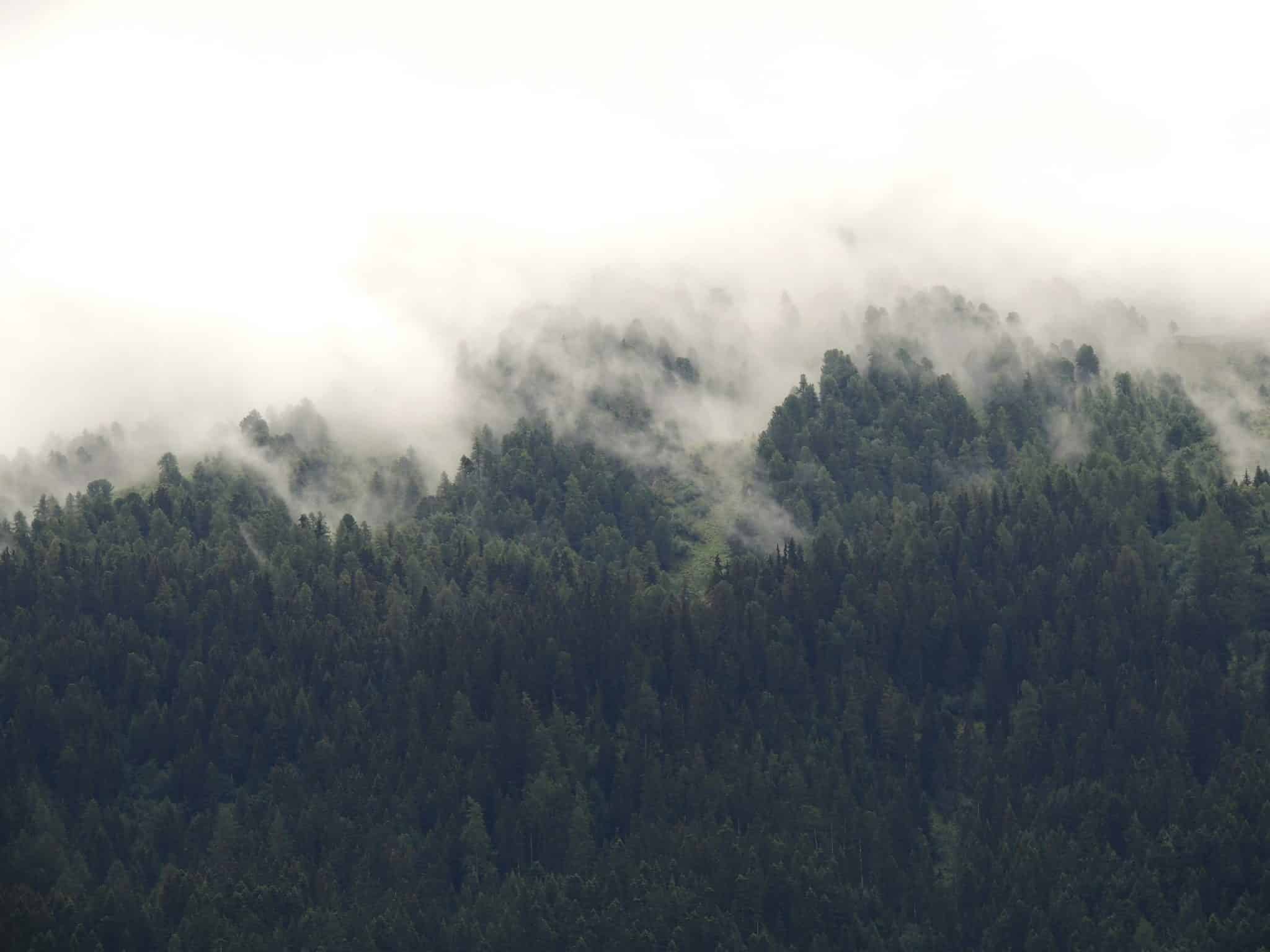 forêt dans la brume